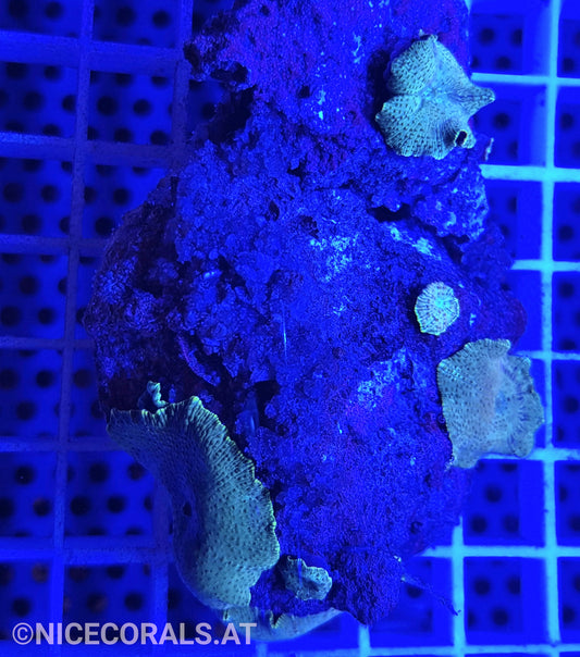 Discosoma