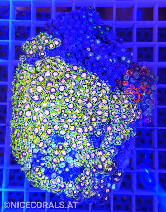 Zoanthus