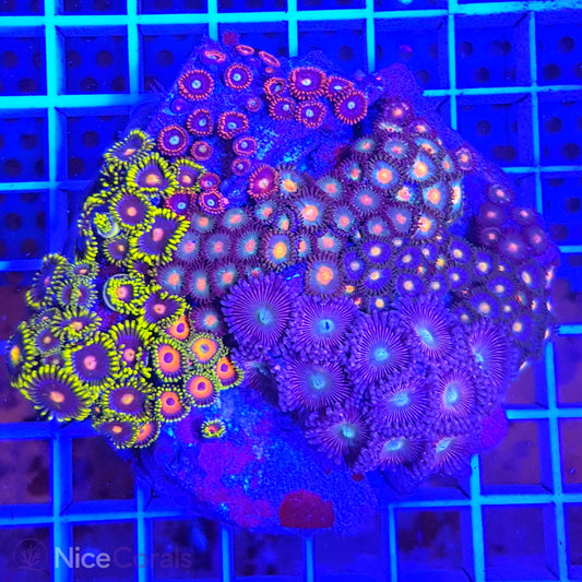 Zoanthus Mix