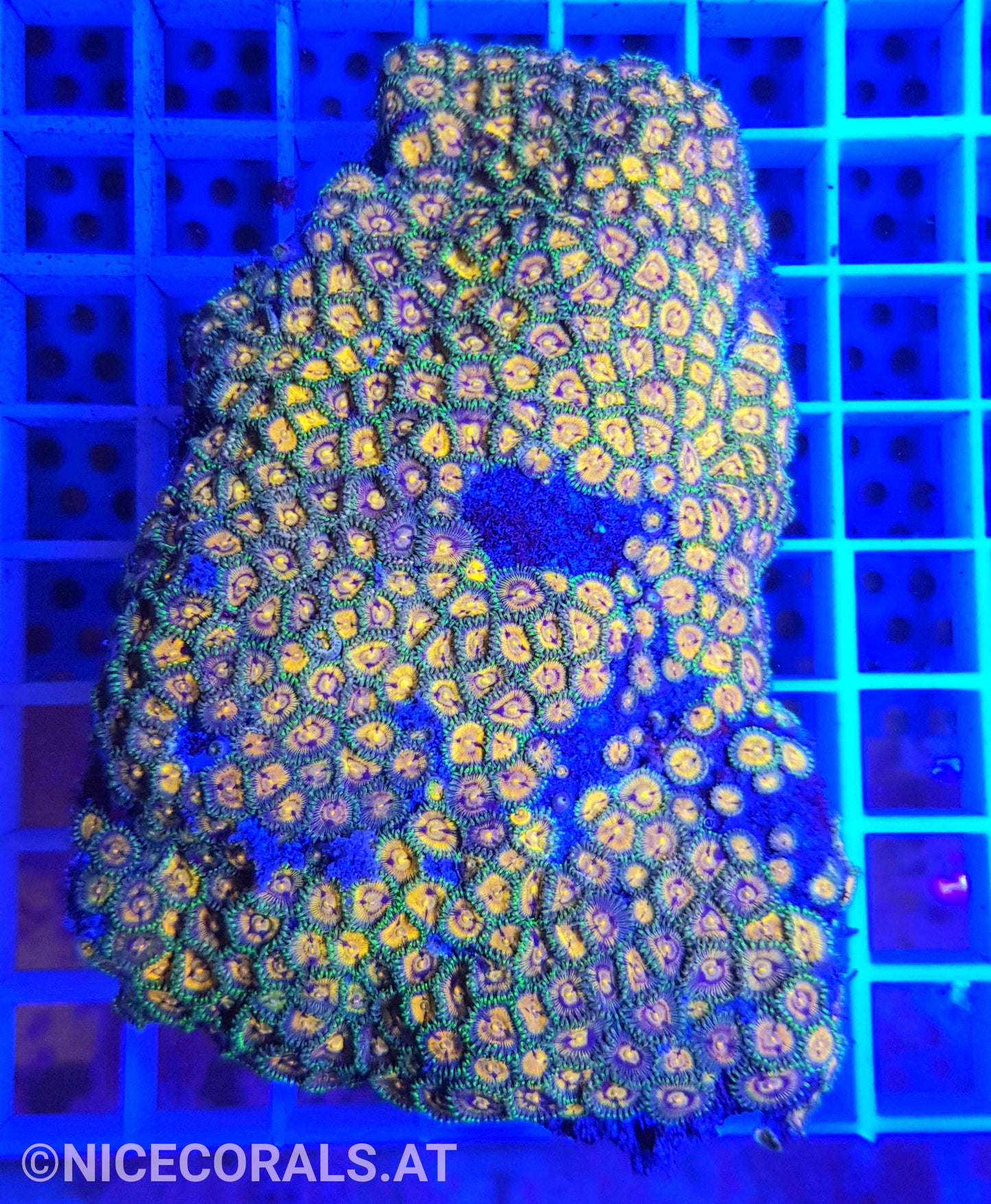 Zoanthus