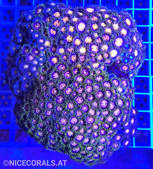 Zoanthus