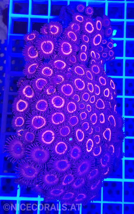 Zoanthus