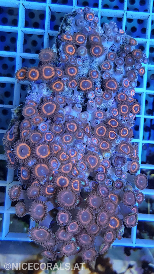 Zoanthus