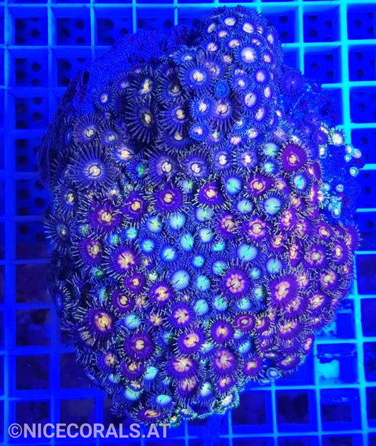 Zoanthus