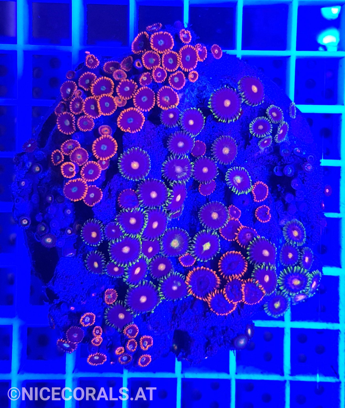 Zoanthus