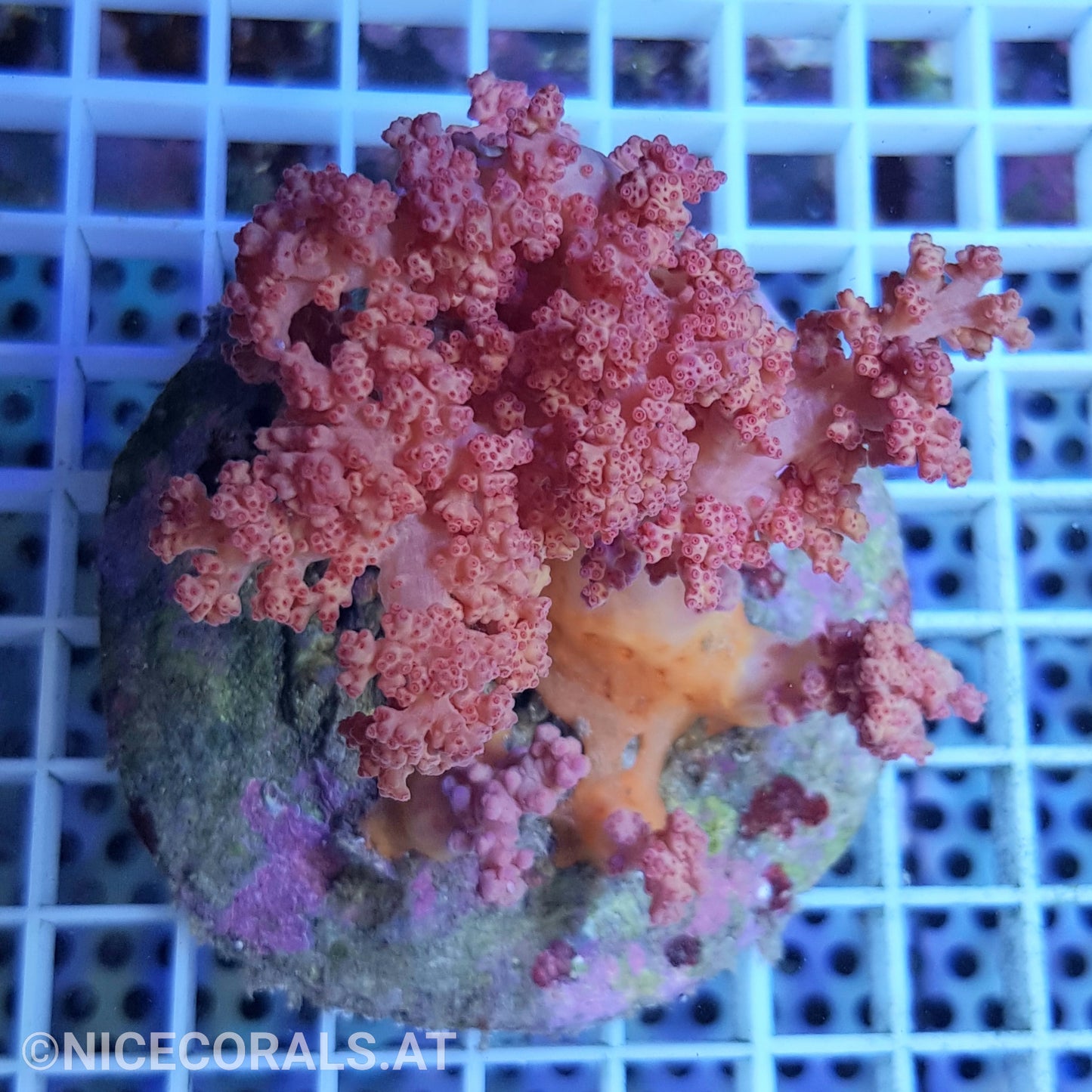 Dendronephthya