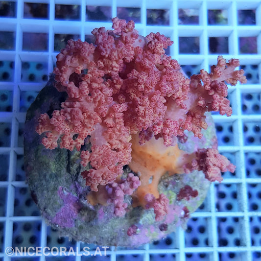 Dendronephthya