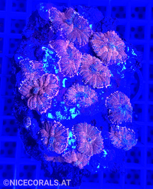 Rhodactis