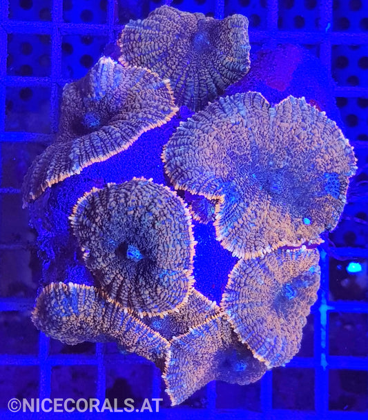 Rhodactis
