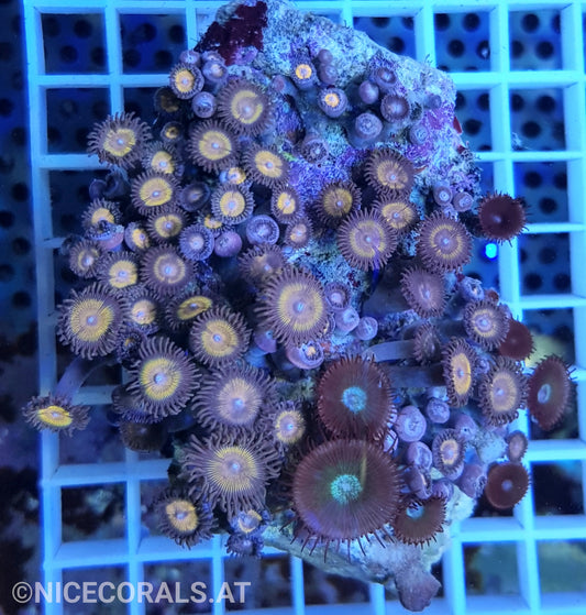 Zoanthus