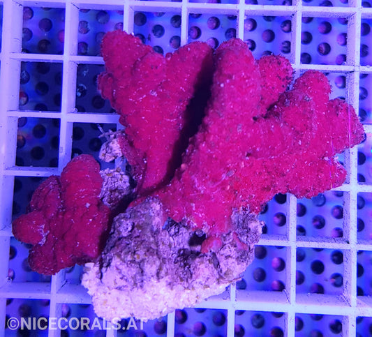 Rote Meerhand