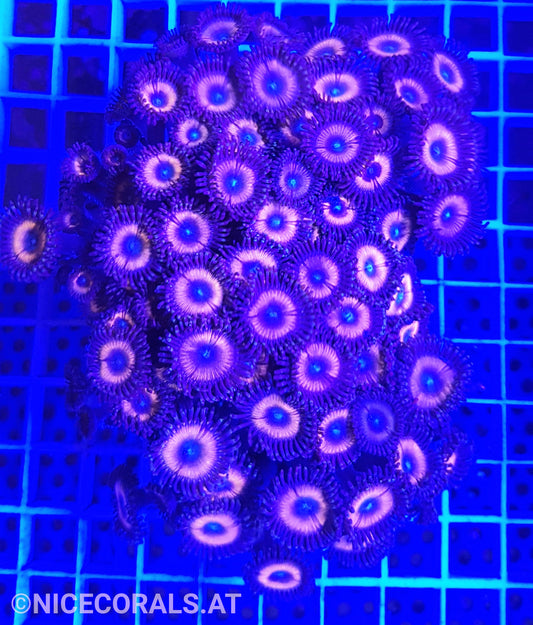 Zoanthus