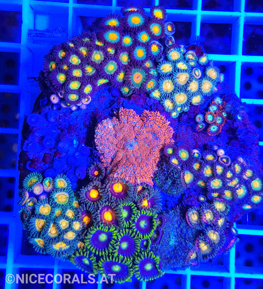 Zoanthus Mix