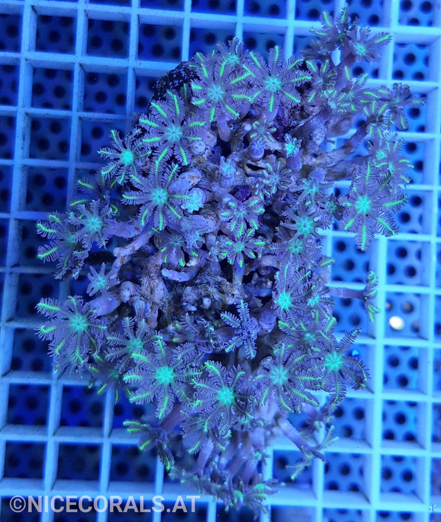 Clavularia