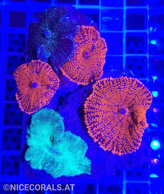 Rhodactis Mix