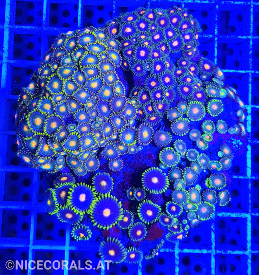 Zoanthus Mix