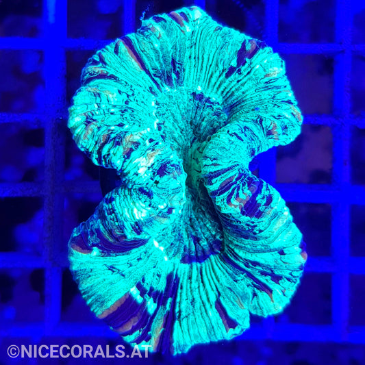 Trachyphyllia