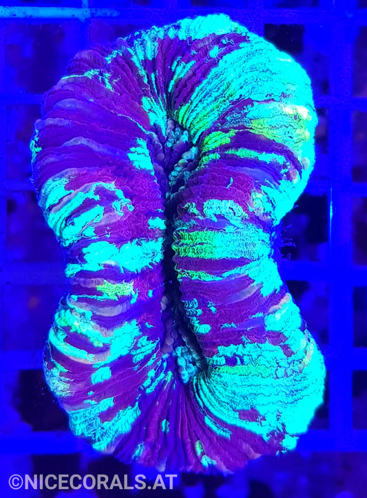 Trachyphyllia