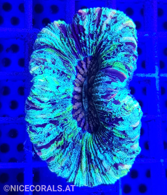 Trachyphyllia
