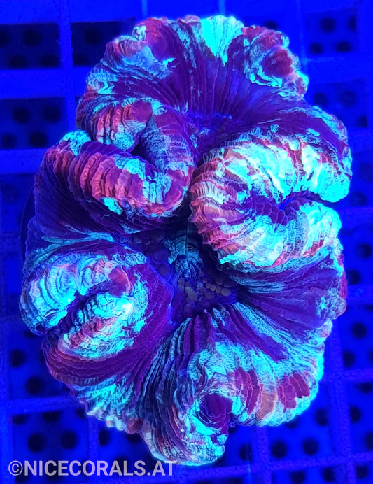Trachyphyllia