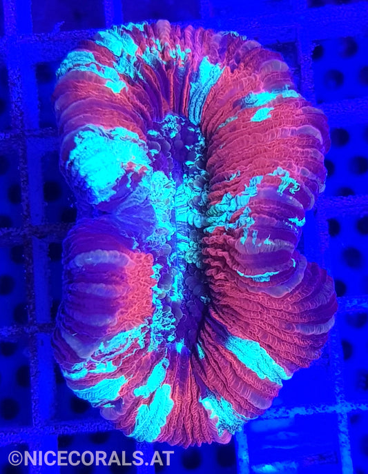 Trachyphyllia
