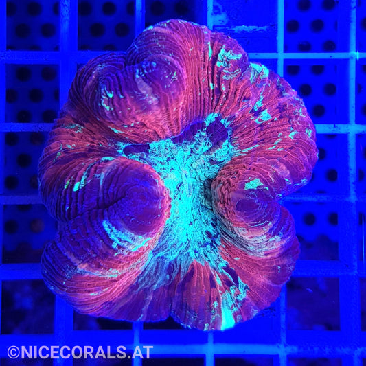 Trachyphyllia
