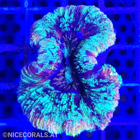 Trachyphyllia