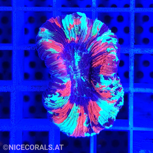 Trachyphyllia