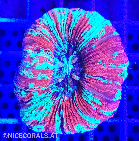 Trachyphyllia