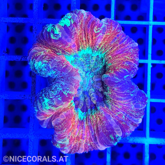 Trachyphyllia