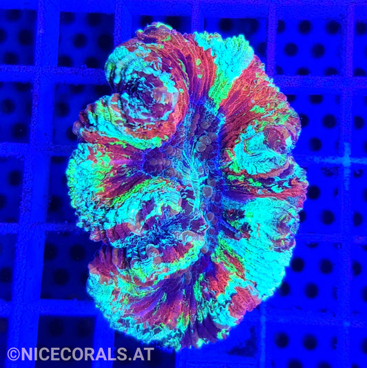 Trachyphyllia