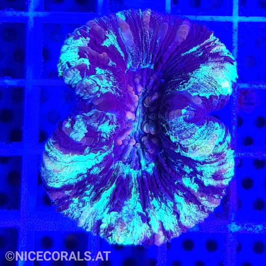 Trachyphyllia