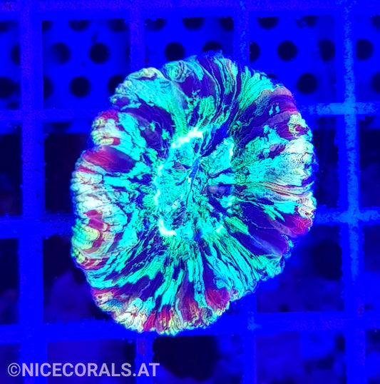Trachyphyllia