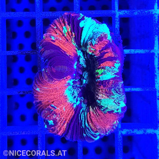 Trachyphyllia