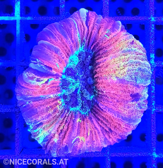 Trachyphyllia