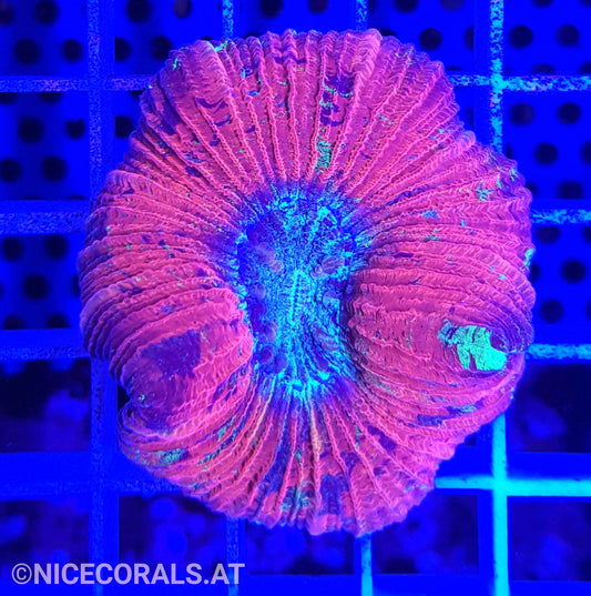 Trachyphyllia