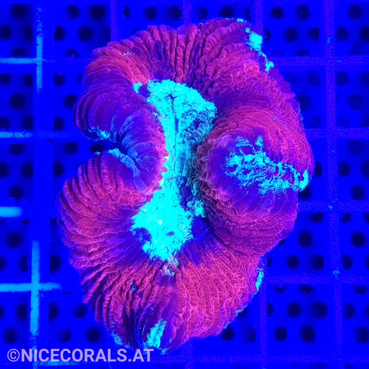 Trachyphyllia