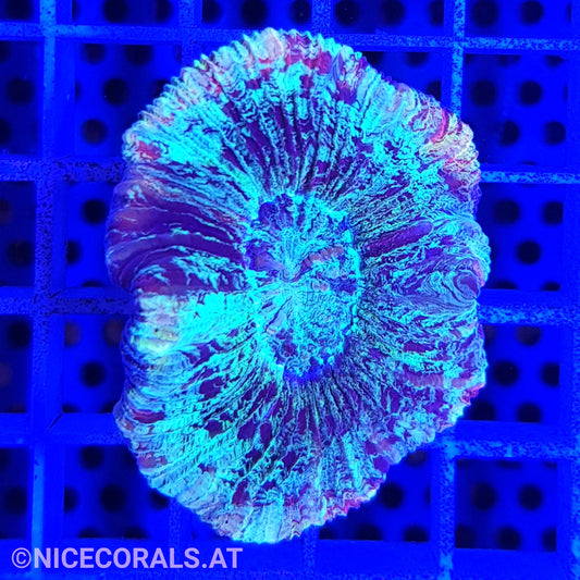 Trachyphyllia