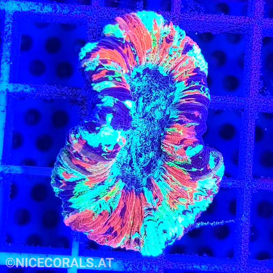 Trachyphyllia