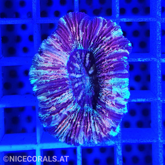 Trachyphyllia