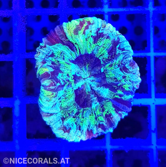 Trachyphyllia