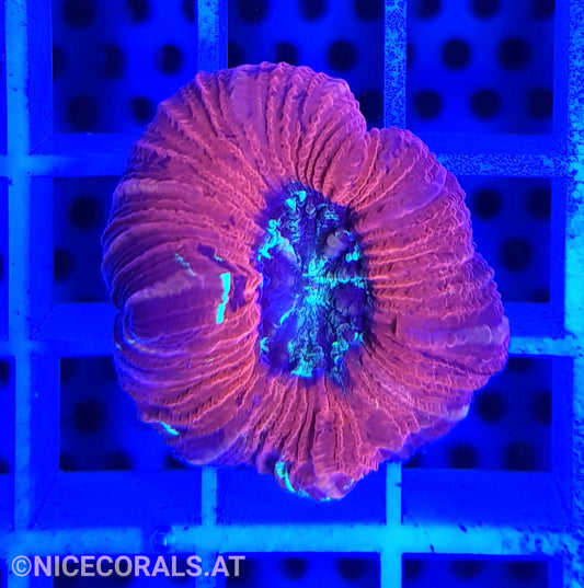 Trachyphyllia