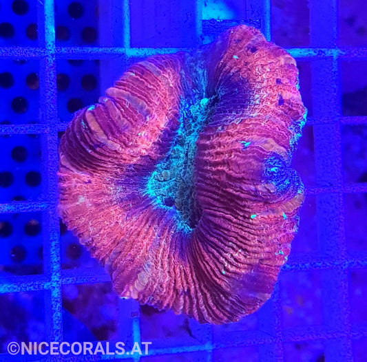 Trachyphyllia