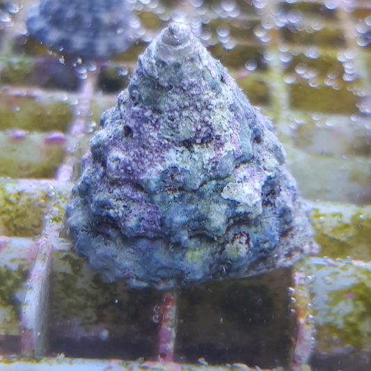 Tectus / Trochus/Turbo | Algenfresser 10Stk. / algae eater 10pcs.